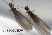 ヤマトシロアリ
